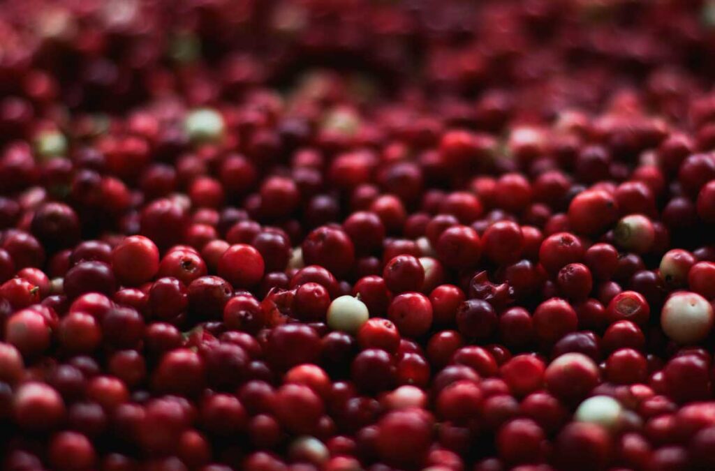 merișoare cranberries
